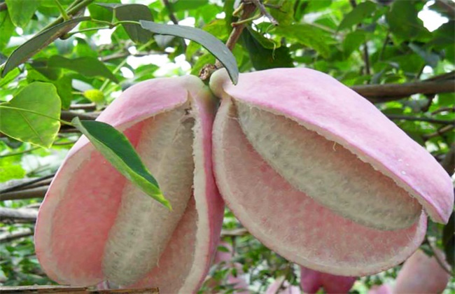 南方水果种植新品种