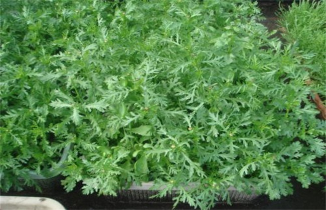 田间管理 茼蒿 种植
