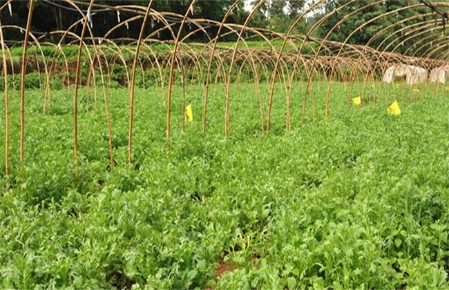 田间管理 茼蒿 种植