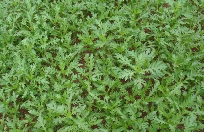 田间管理 茼蒿 种植