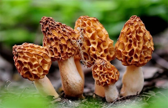 羊肚菌多少钱一斤