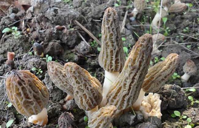 羊肚菌多少钱一斤