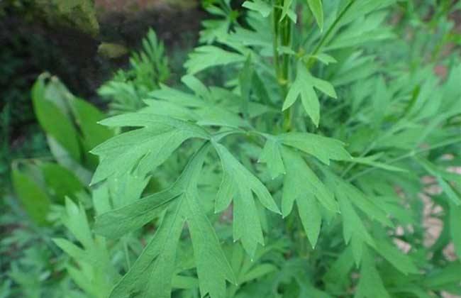 防风该怎么种植
