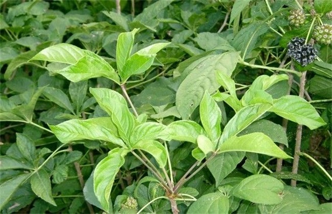 刺五加的种植技术