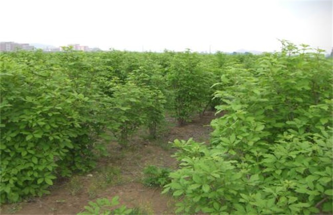 刺五加的种植技术