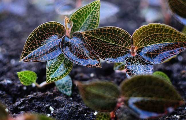 农村种植好项目