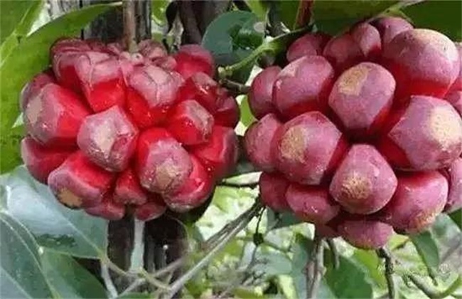 栽培 技术 黑老虎