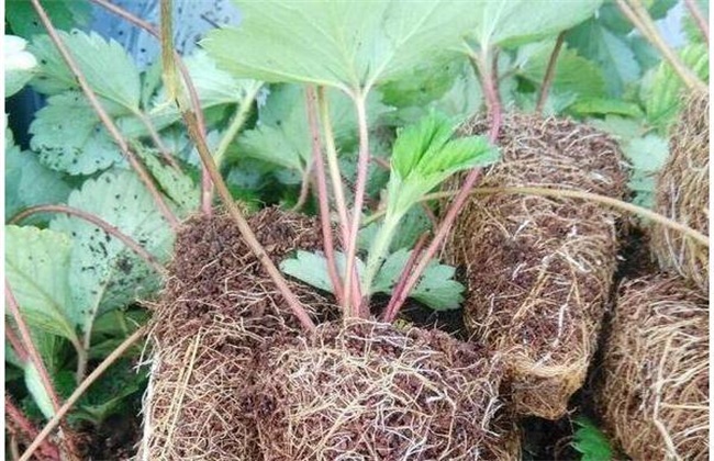 草莓种子的种植方法