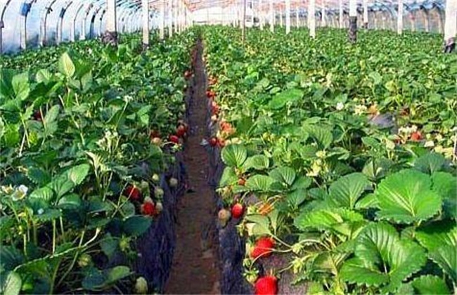草莓种子的种植方法