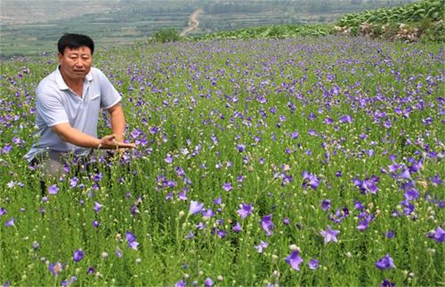 种植什么药材赚钱