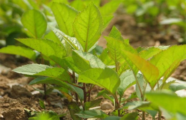 苹果种子种植方法