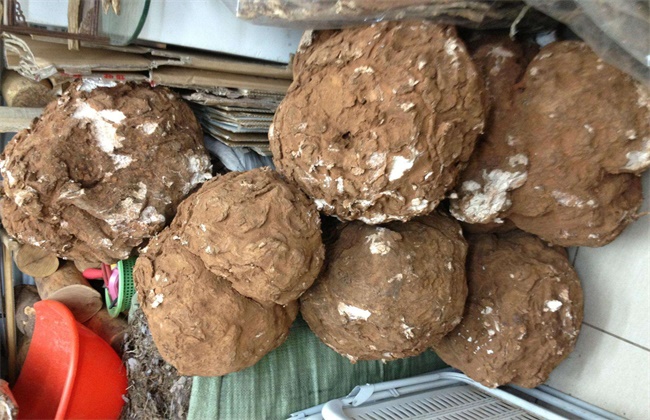 茯苓价格多少钱一斤