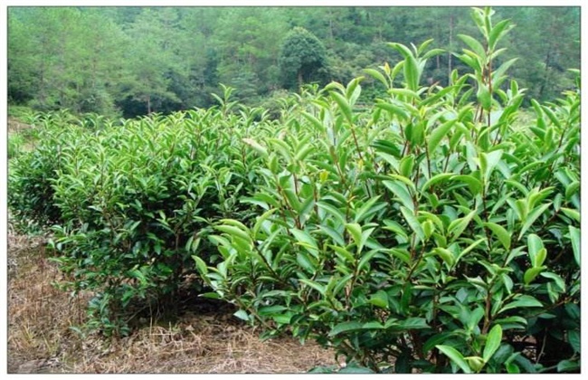 肉桂的种植方法