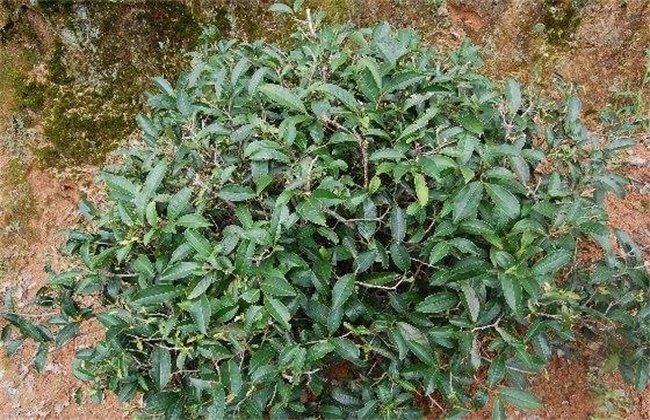 肉桂的种植方法