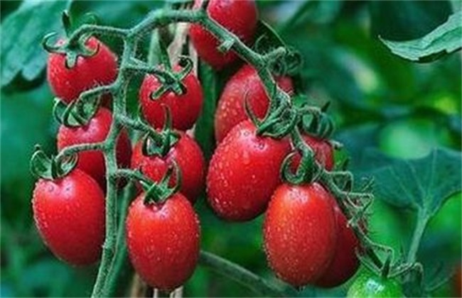 圣女 花果期 管理方法