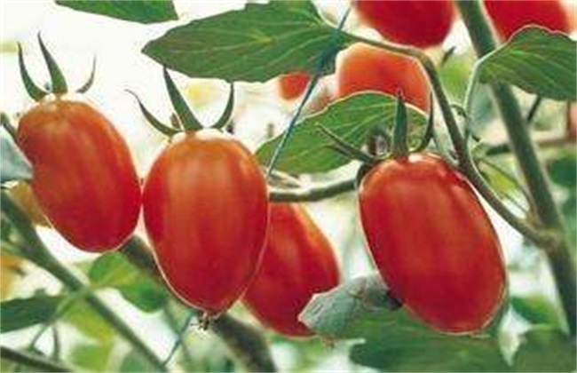 圣女 花果期 管理方法