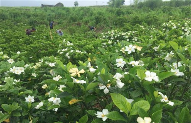 栀子花