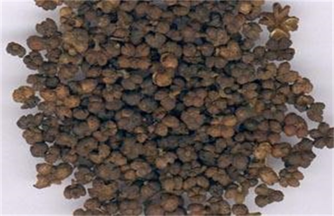 吴茱萸的价格多少钱一斤
