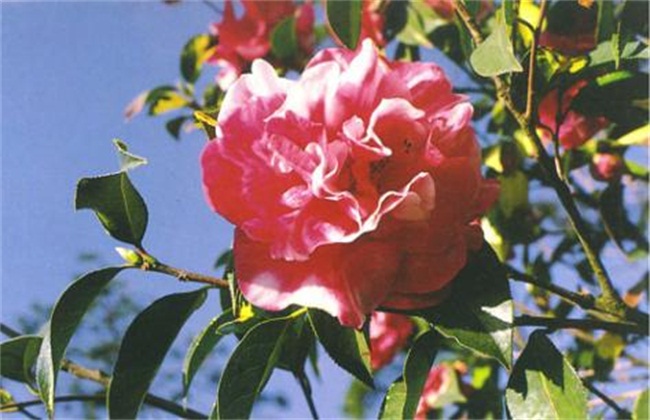 山茶花