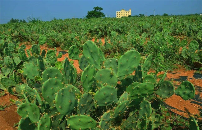 仙人掌果 方法 种植