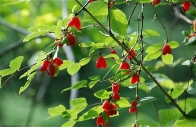 杈杷果怎么种植