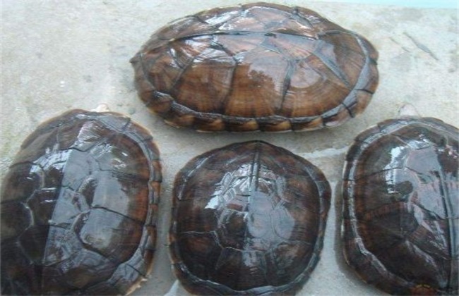 金钱龟 价格 多少钱