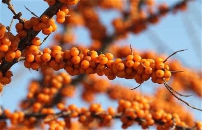 沙棘果 种植 怎么管理