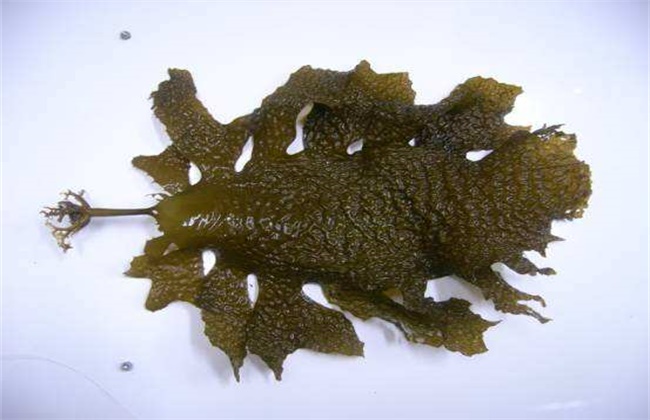 昆布和海带有什么区别