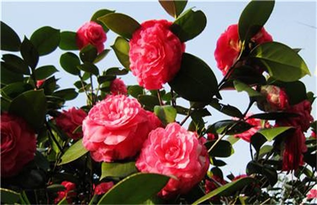 山茶花 注意事项 养殖