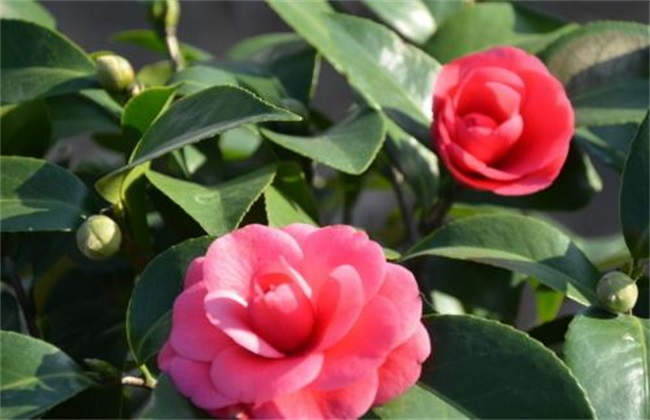 山茶花 注意事项 养殖
