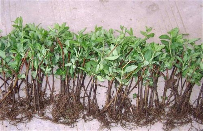 金银花树苗价格