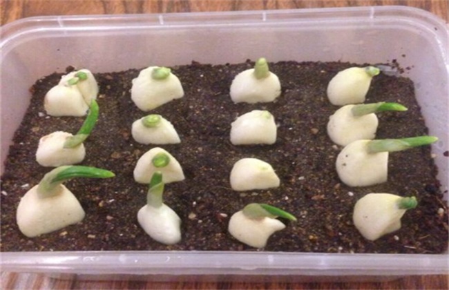 大蒜 出苗率 如何提高