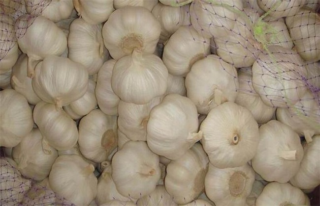 种植 大蒜 田间管理