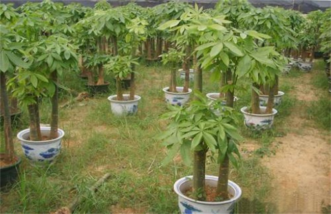 发财树徒长怎么办