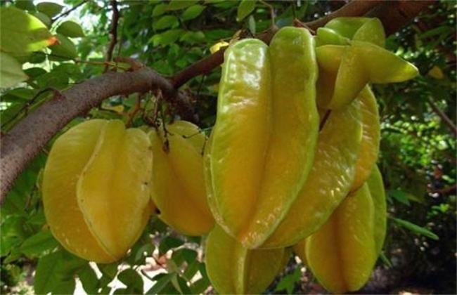 杨桃的种植条件