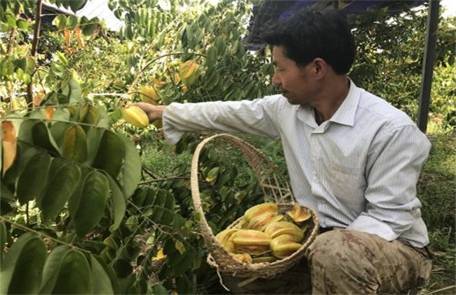 杨桃的种植条件