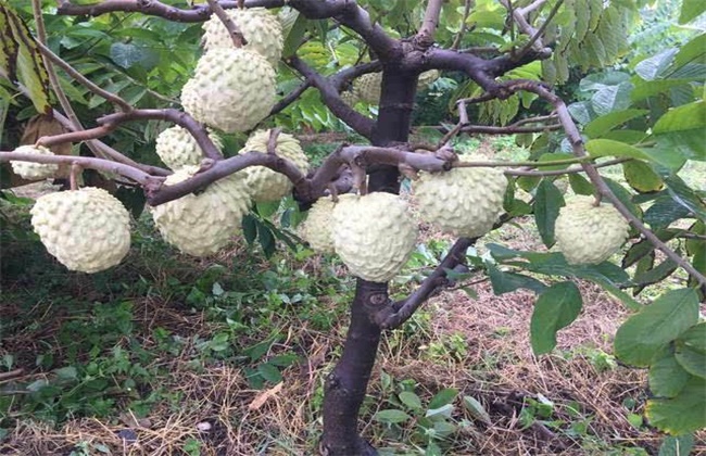 释迦果树种植方法