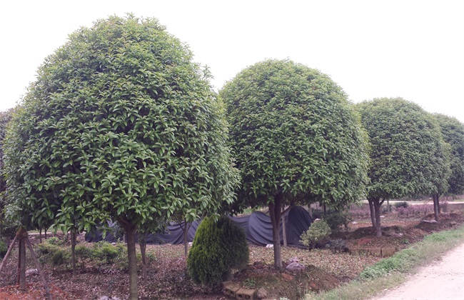 桂花树价格