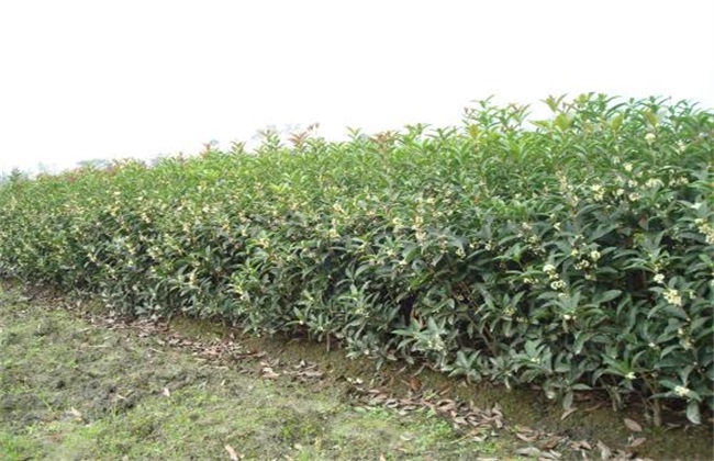 桂花树 价格