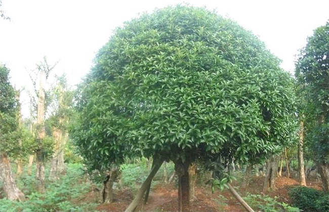 桂花树 价格