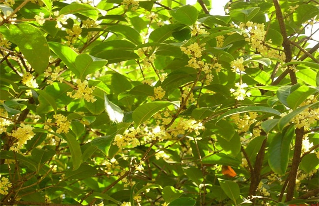 桂花树 价格