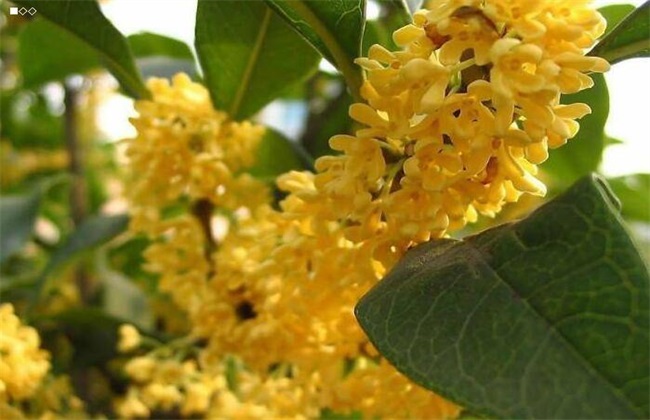 桂花树 价格