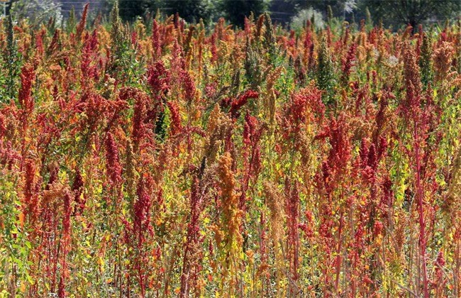 藜麦 种植 技术