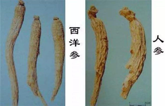 人参和西洋参的区别