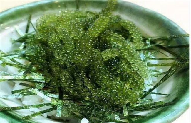 海葡萄多少钱一斤