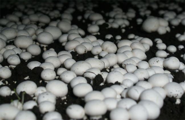 蘑菇 施肥 注意事项