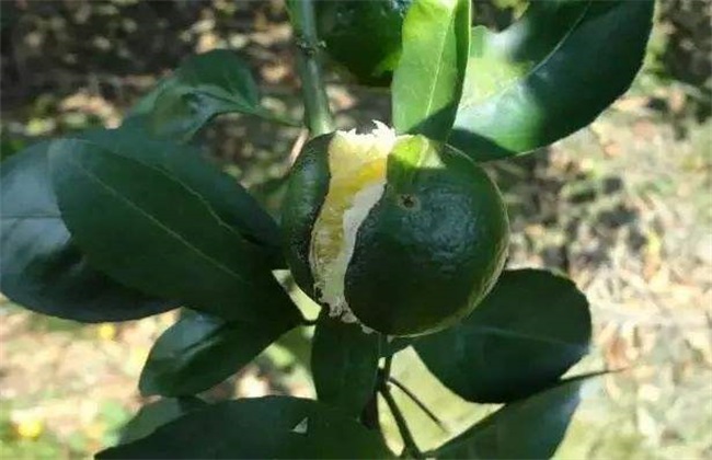 沙糖桔 裂果 怎么办