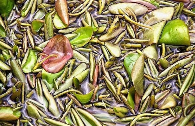 莼菜多少钱一斤