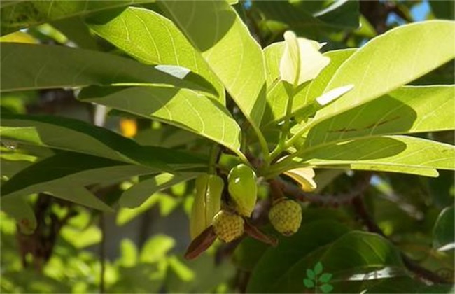 释迦果 种植 生长环境
