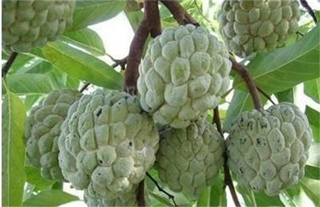 释迦果 种植 生长环境